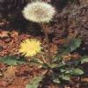  Dandelion Extract